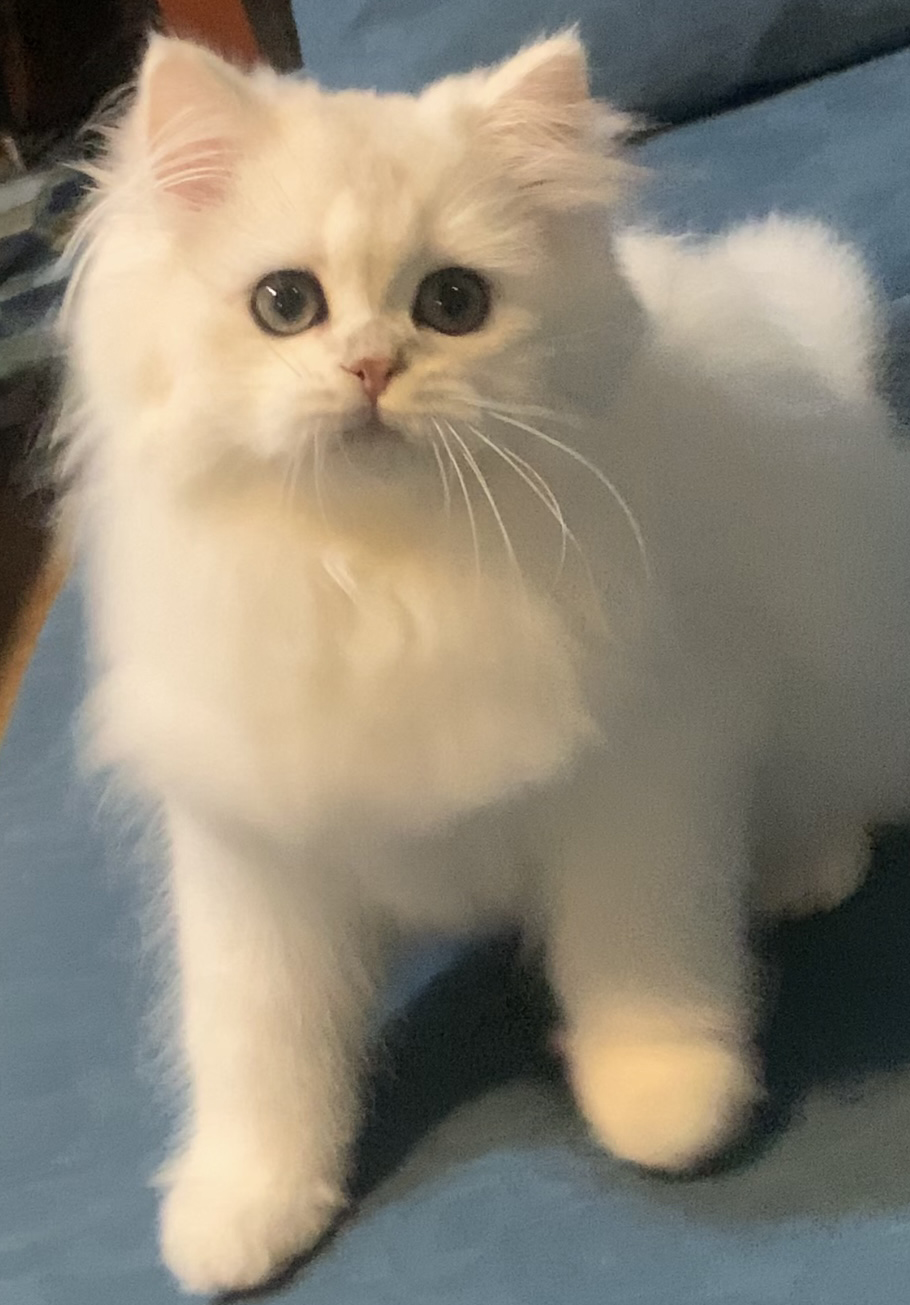 KCH. Cloy of Mary's Fantasy